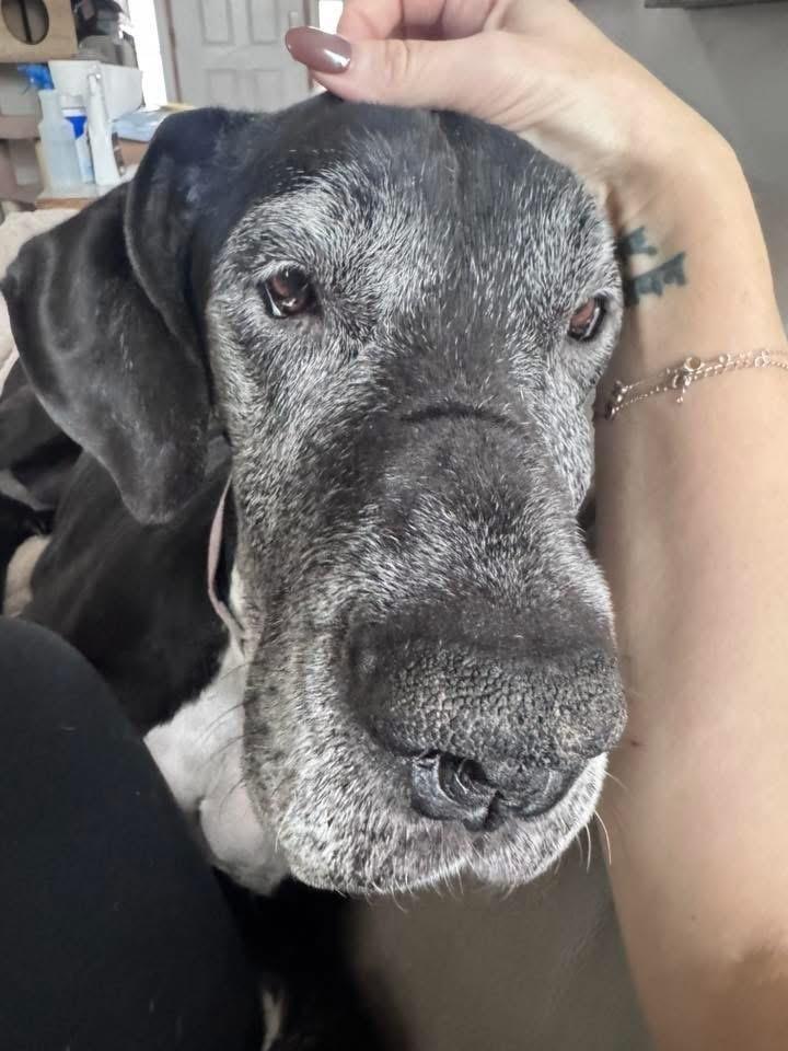 Enlarge Brooklyn (25-076), a Adoptable Great Dane in Eagan, MN image 3/6