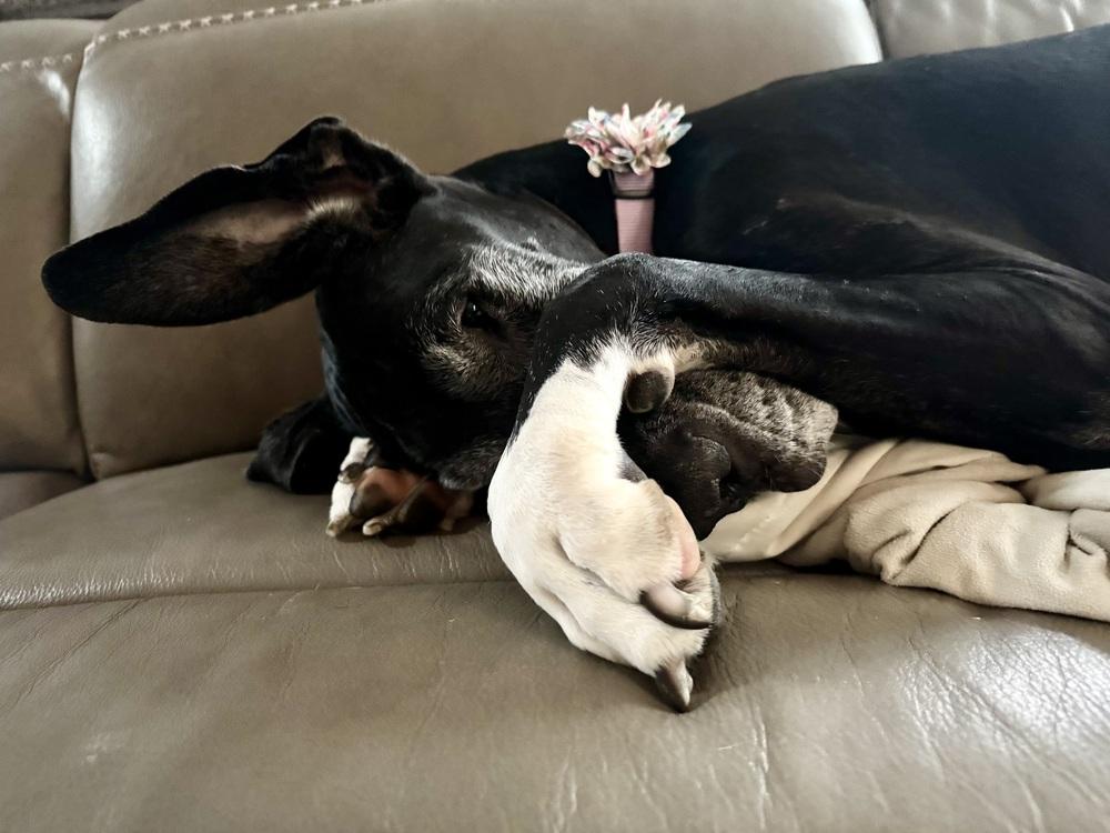 Enlarge Brooklyn (25-076), a Adoptable Great Dane in Eagan, MN image 4/6