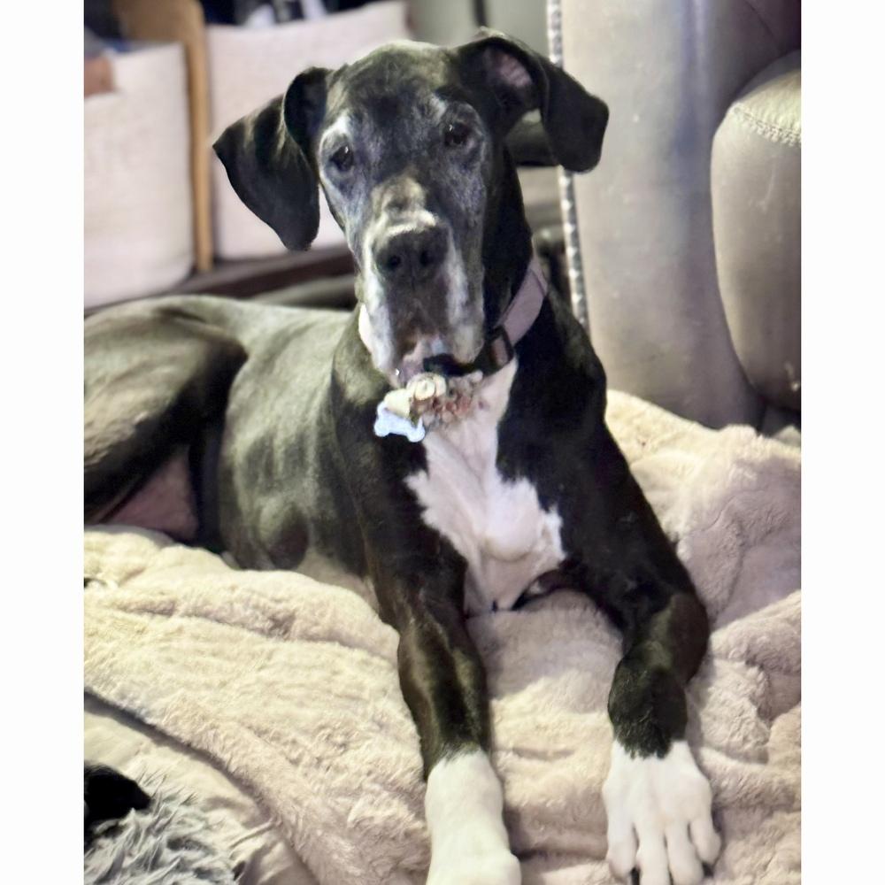 Enlarge Brooklyn (25-076), a Adoptable Great Dane in Eagan, MN image 5/6