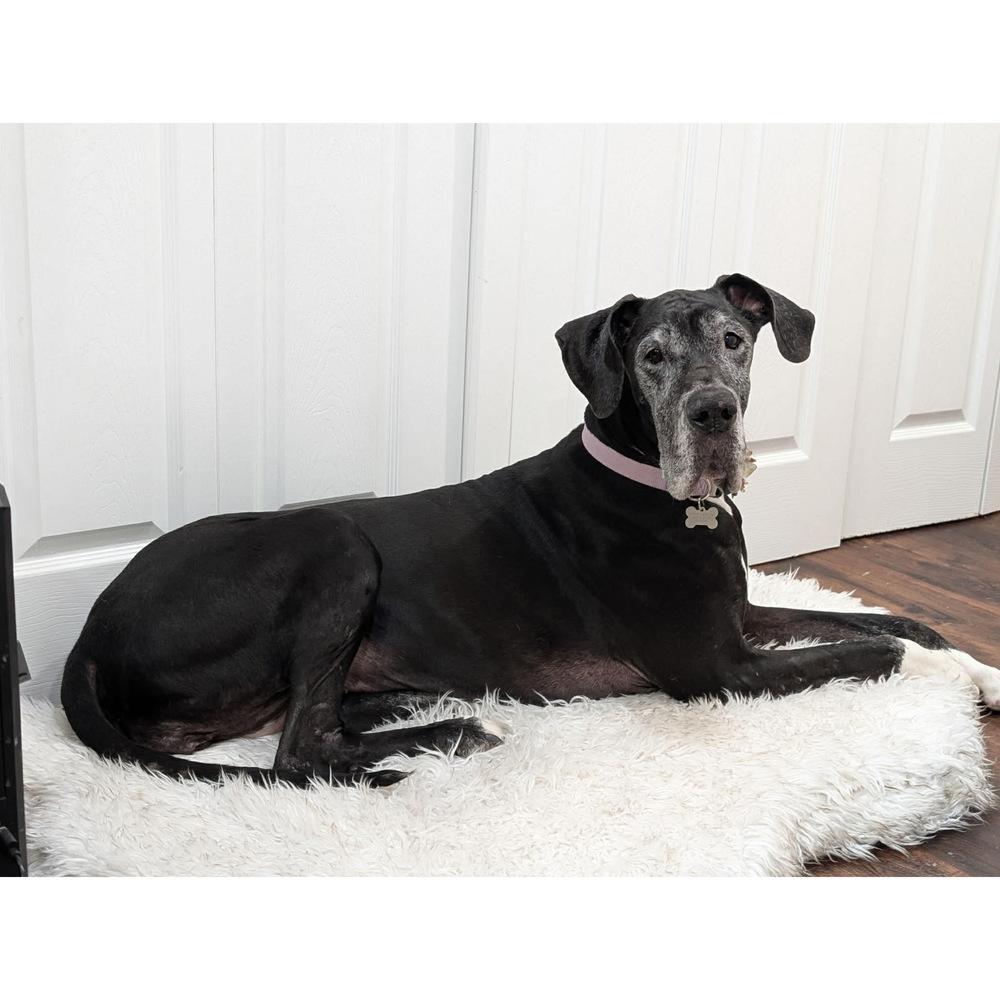 Enlarge Brooklyn (25-076), a Adoptable Great Dane in Eagan, MN image 6/6
