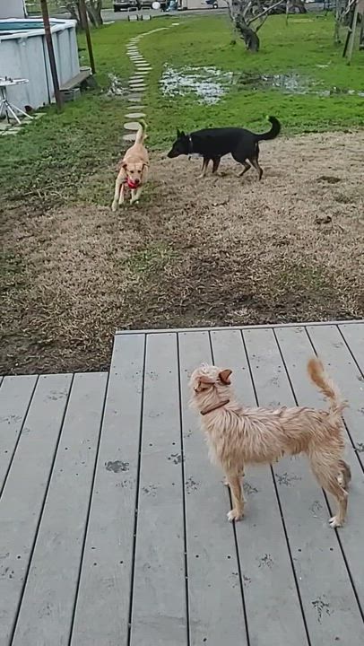 Enlarge Sage, a Adopted Labrador Retriever in Vacaville, CA video 3/5