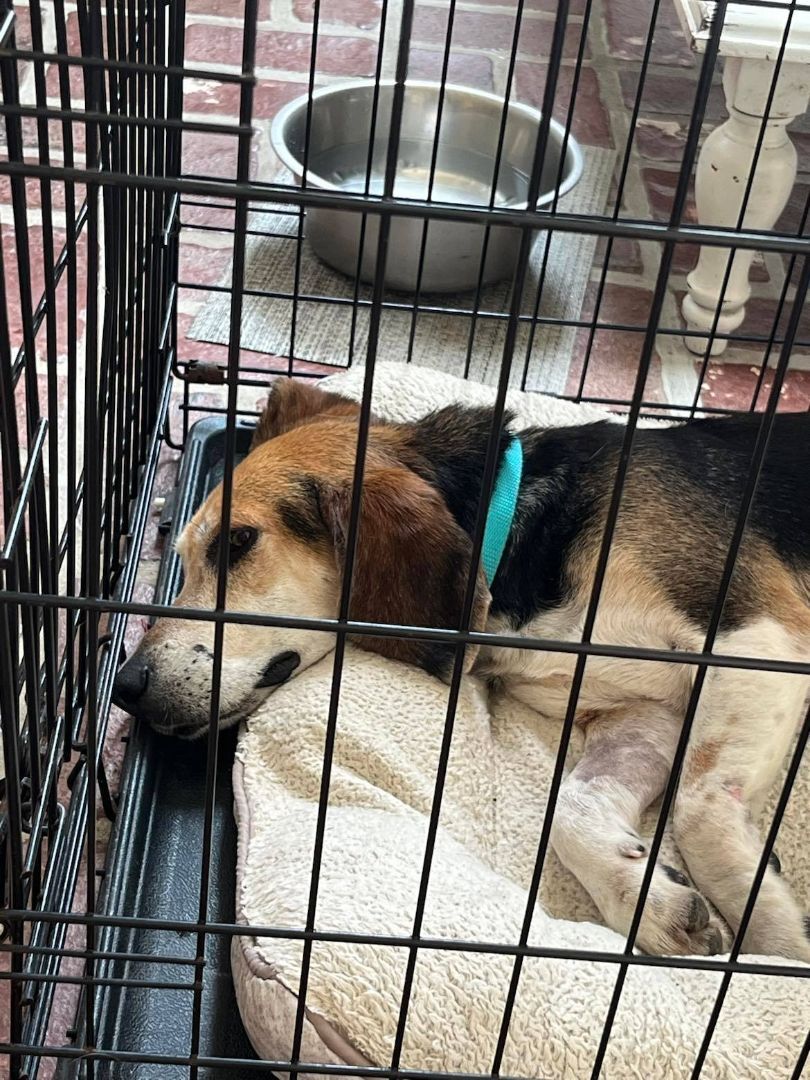 Enlarge Buddy - (Jackson) , a Adopted Beagle in Brattleboro , VT image 5/12