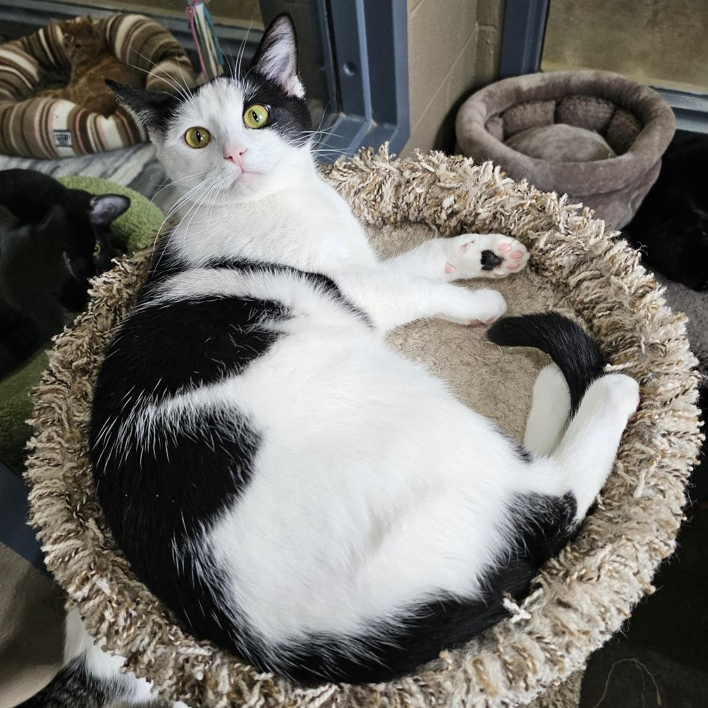 Enlarge Elise, a Adoptable Domestic Short Hair in Versailles, KY image 1/5