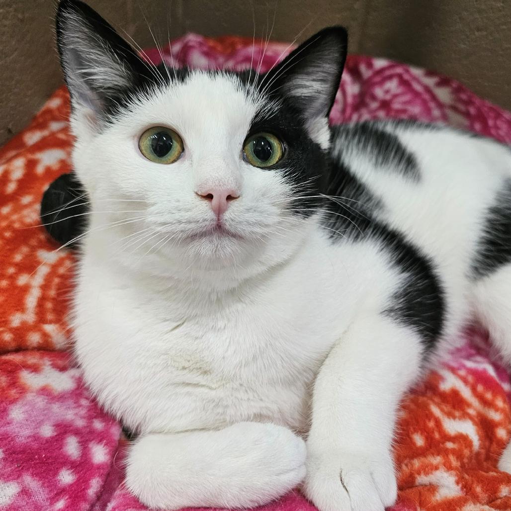 Elise, Adoptable, Young Female Domestic Short Hair.