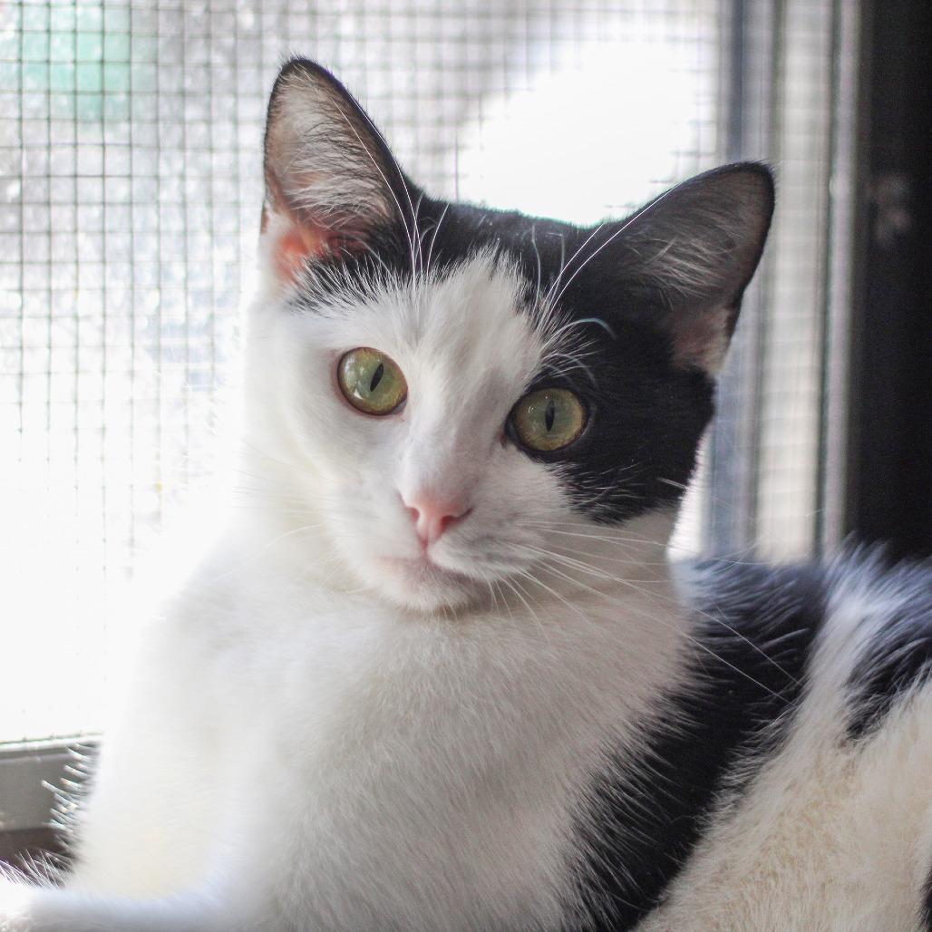 Enlarge Elise, a Adoptable Domestic Short Hair in Versailles, KY image 3/5