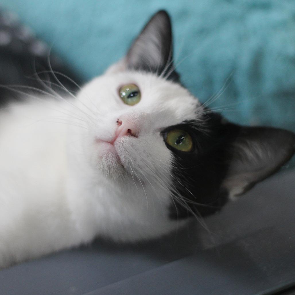 Enlarge Elise, a Adoptable Domestic Short Hair in Versailles, KY image 3/5