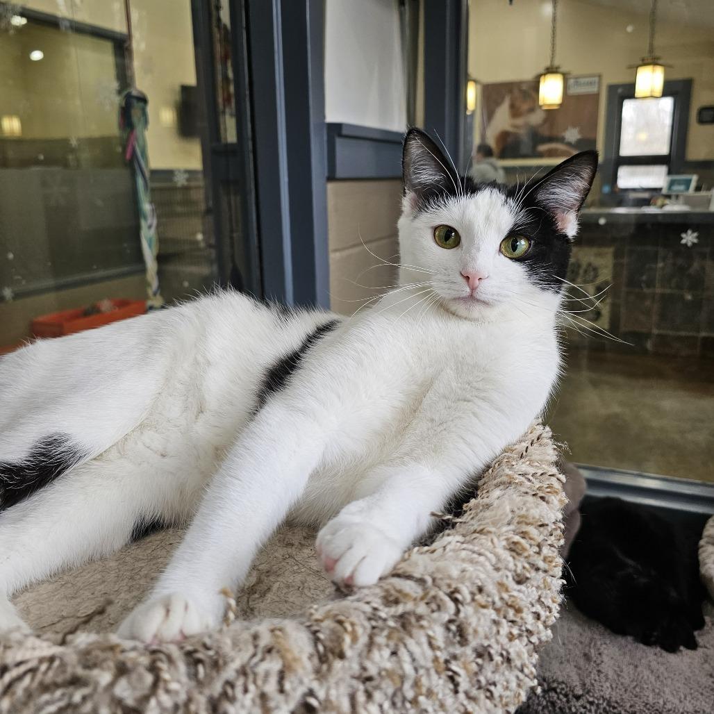 Enlarge Elise, a Adoptable Domestic Short Hair in Versailles, KY image 4/5