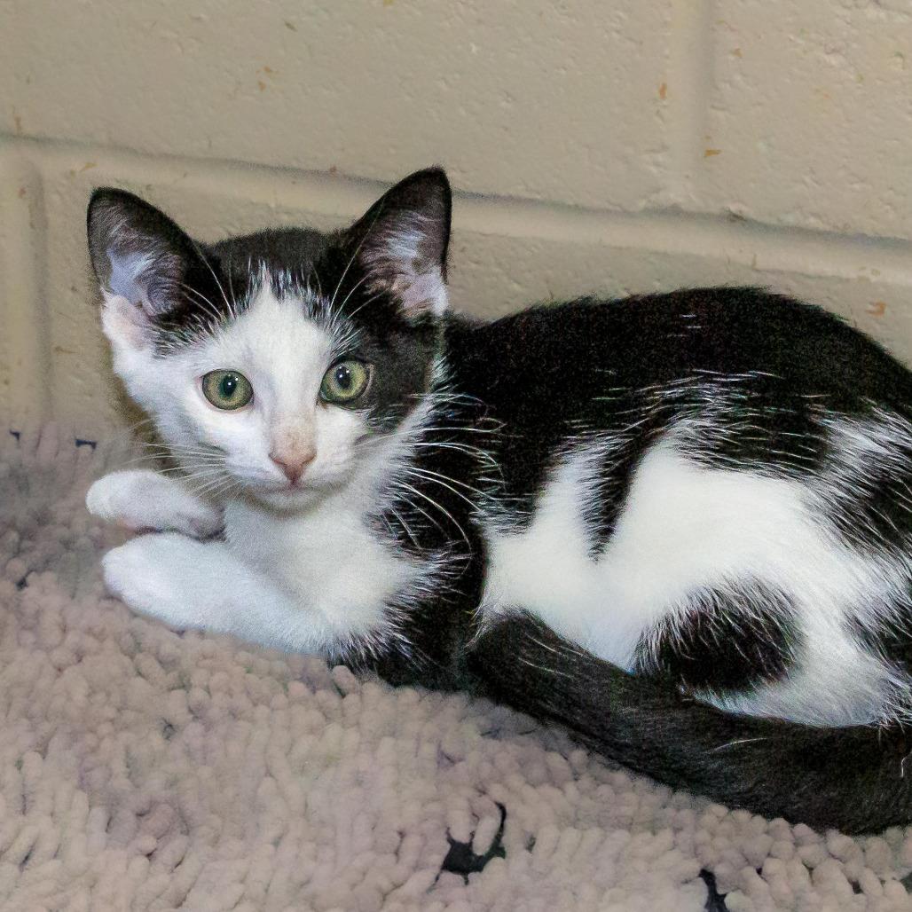 Elise, a Adoptable Domestic Short Hair in Versailles, KY image 2/4