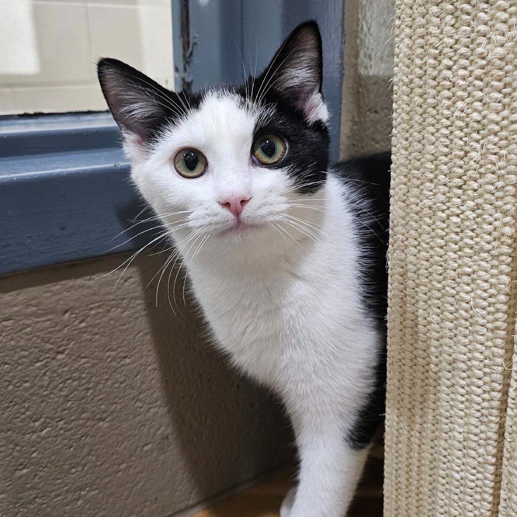 Elise, a Adoptable Domestic Short Hair in Versailles, KY image 3/4