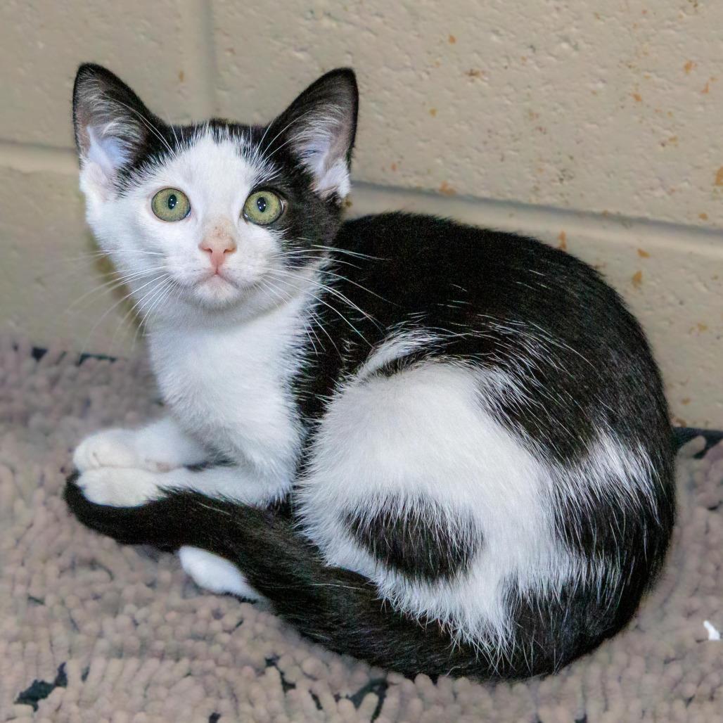 Elise, a Adoptable Domestic Short Hair in Versailles, KY image 4/4