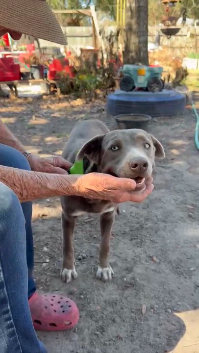 Enlarge Pearl, a Adoptable Cattle Dog in Indianapolis, IN video 6/6