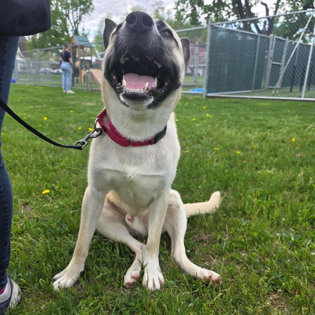 Scooter, Adoptable, Young Male Mixed Breed.