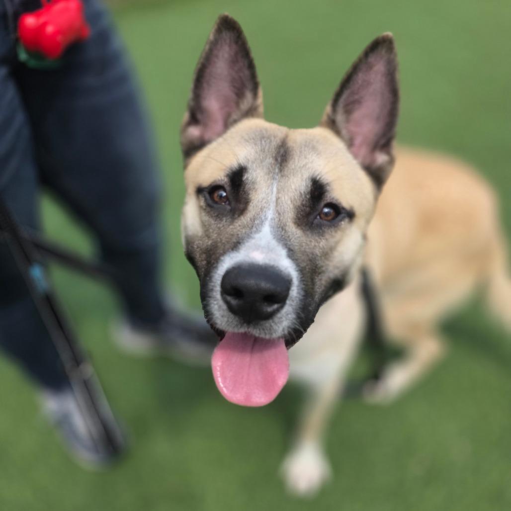 Enlarge Scooter, a Adoptable Mixed Breed in Allentown, PA image 2/4