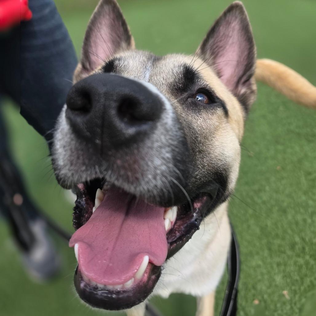 Enlarge Scooter, a Adoptable Mixed Breed in Allentown, PA image 3/4