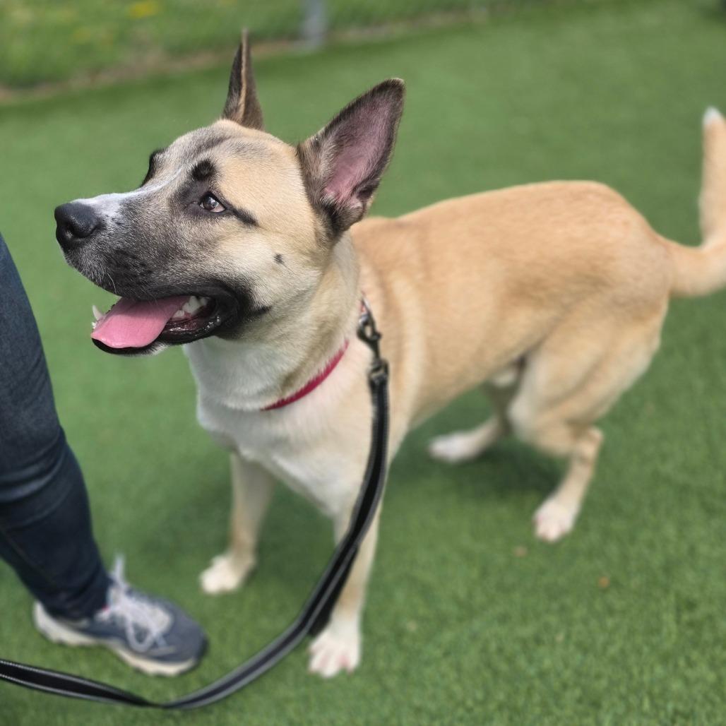 Enlarge Scooter, a Adoptable Mixed Breed in Allentown, PA image 4/4