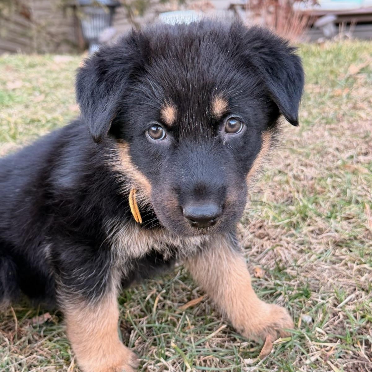 Katie , adopted, Puppy Female German Shepherd Dog.