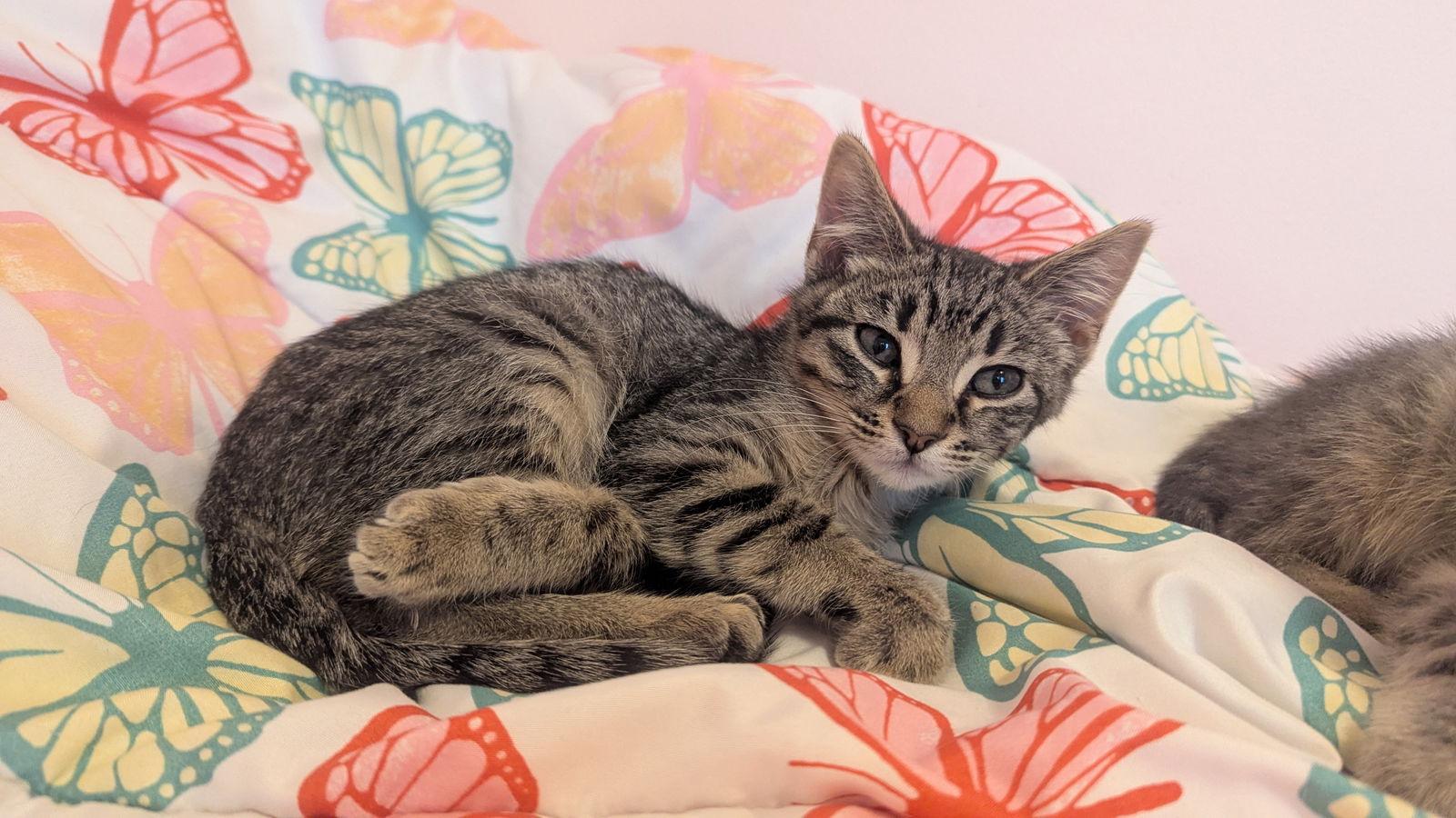 Hansel, Adopted, Kitten Male Domestic Short Hair.