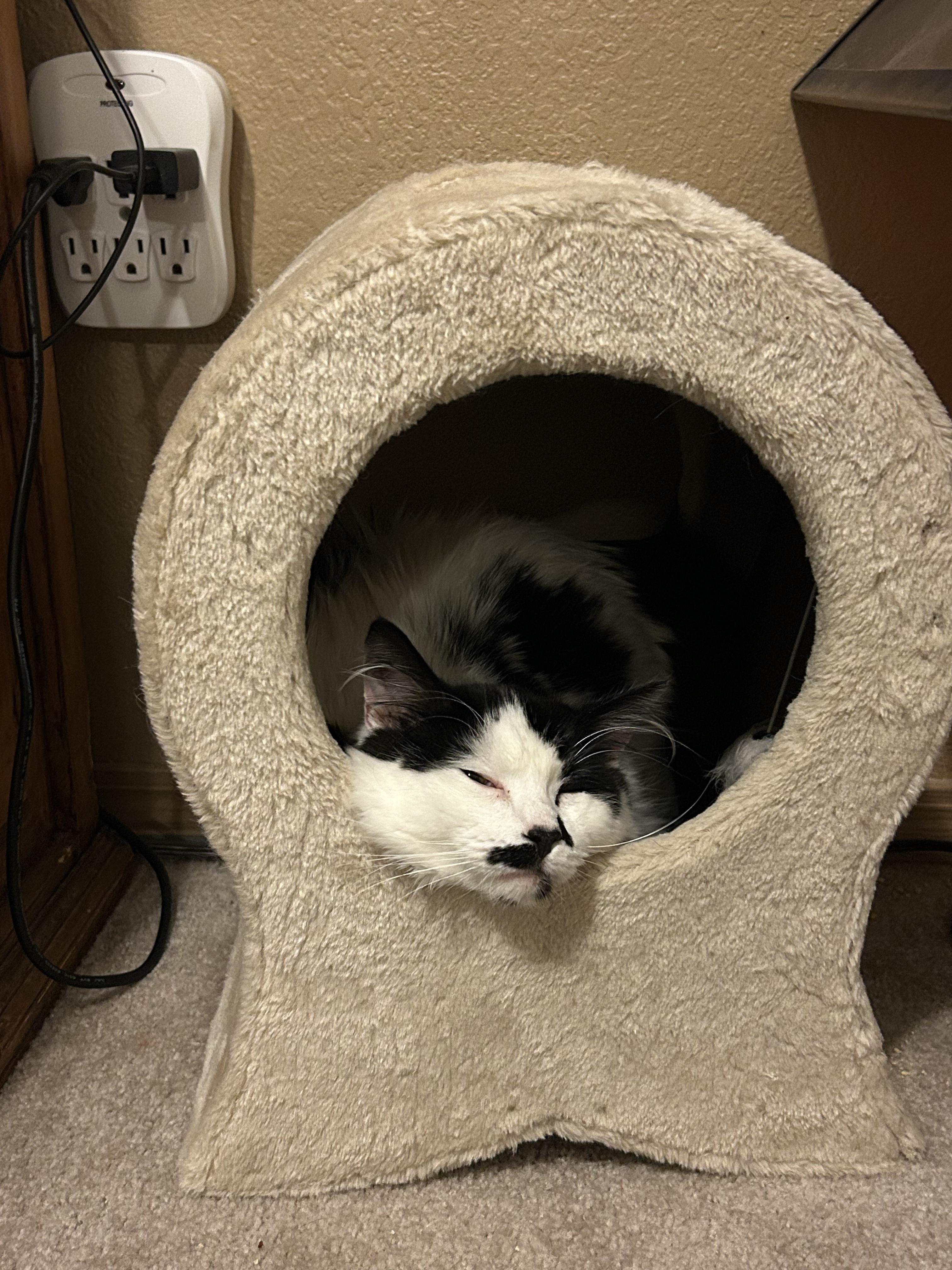 Enlarge Dimsum & Kimchi, a ADOPTABLE Domestic Long Hair in Rochester, WA image 5/5