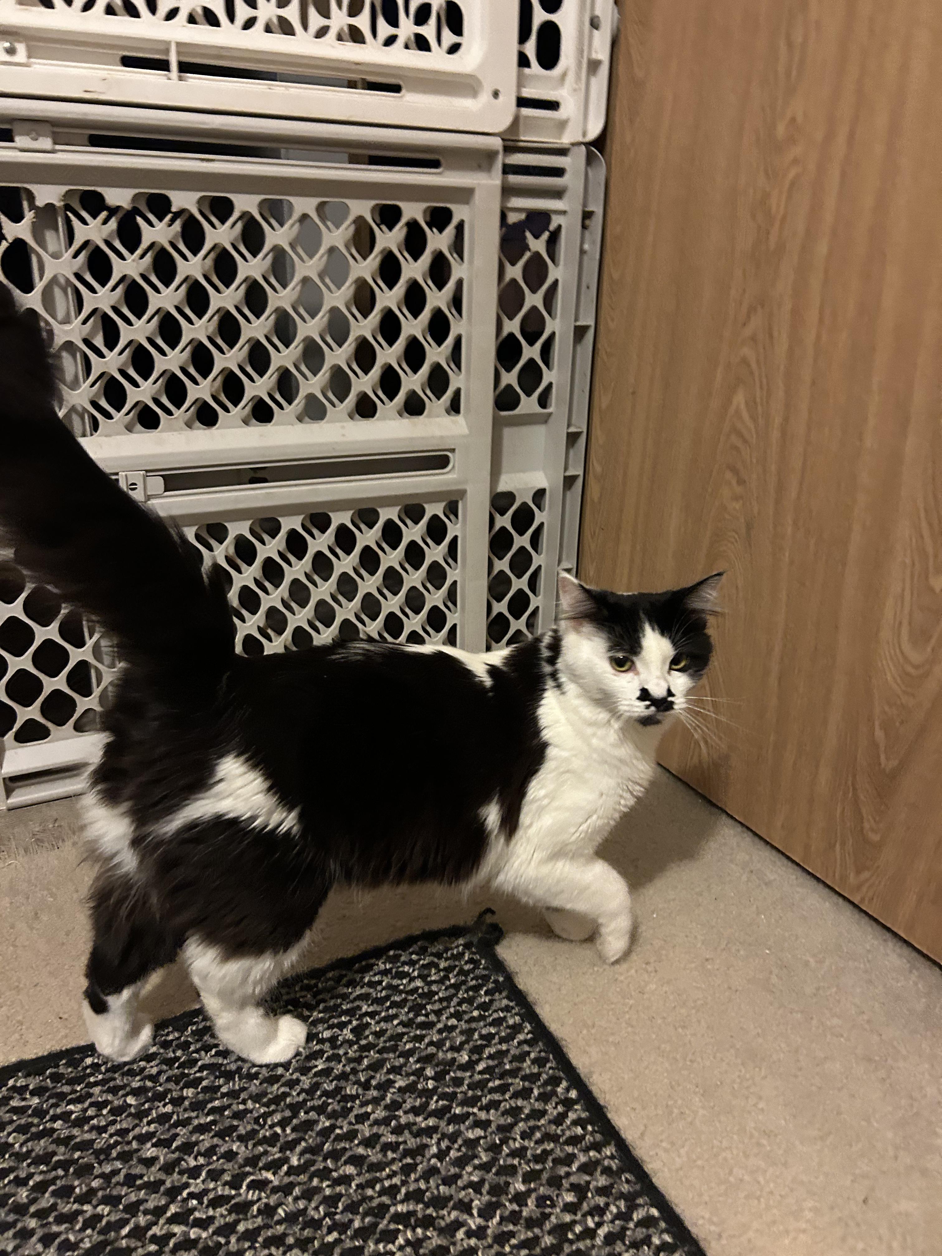 Enlarge Dimsum & Kimchi, a ADOPTABLE Domestic Long Hair in Rochester, WA image 4/5