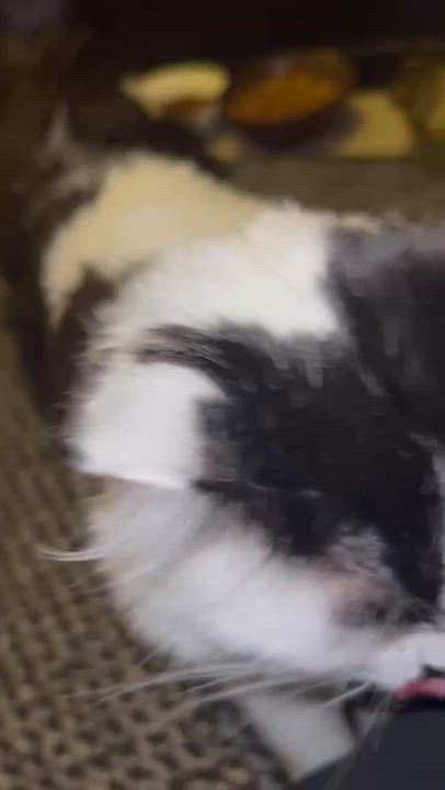 Enlarge Dimsum & Kimchi, a ADOPTABLE Domestic Long Hair in Rochester, WA video 3/5