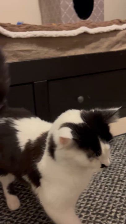 Enlarge Dimsum & Kimchi, a ADOPTABLE Domestic Long Hair in Rochester, WA video 2/5