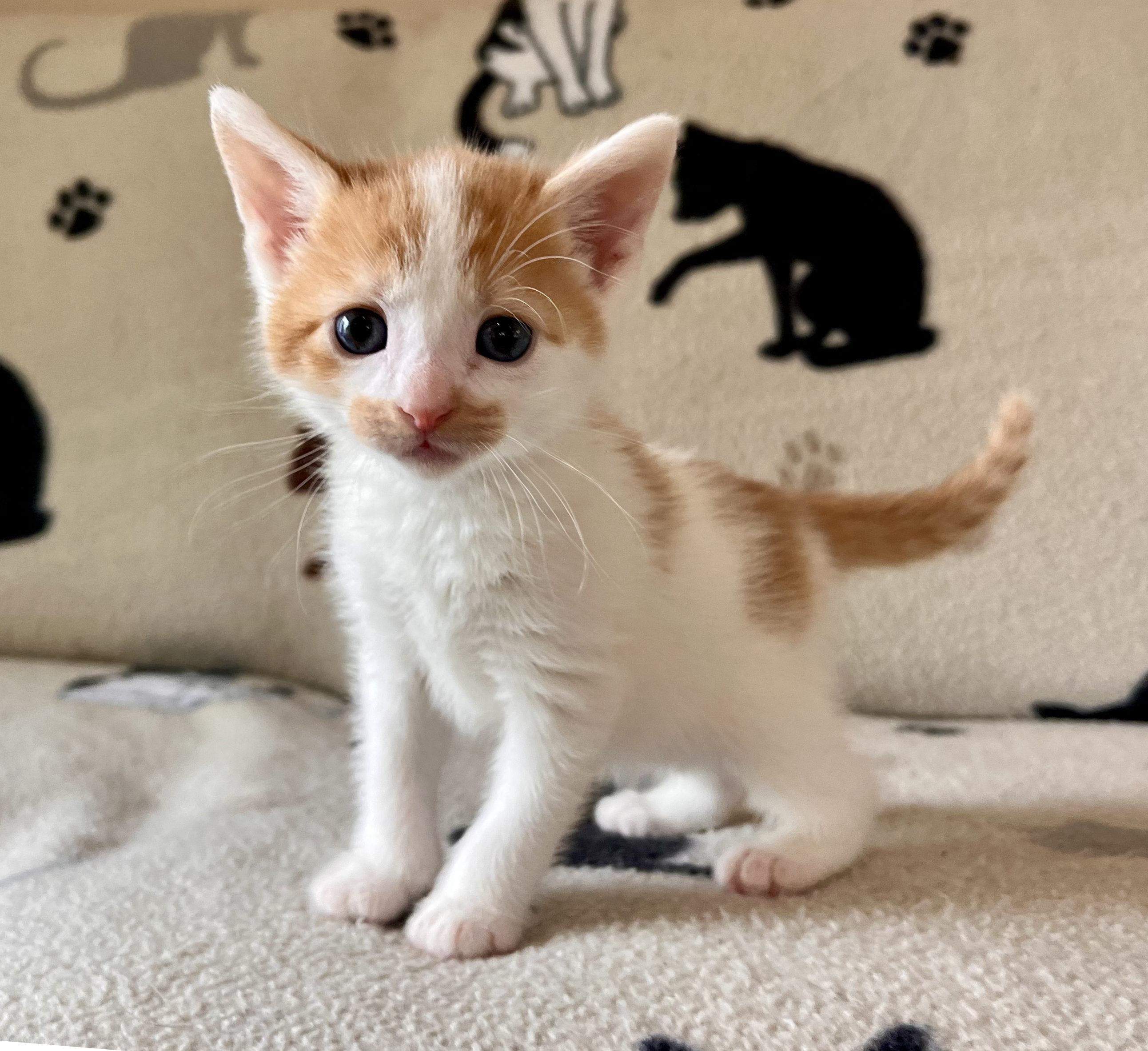 Led Zeppelin, Adopted, Young Male Domestic Short Hair.