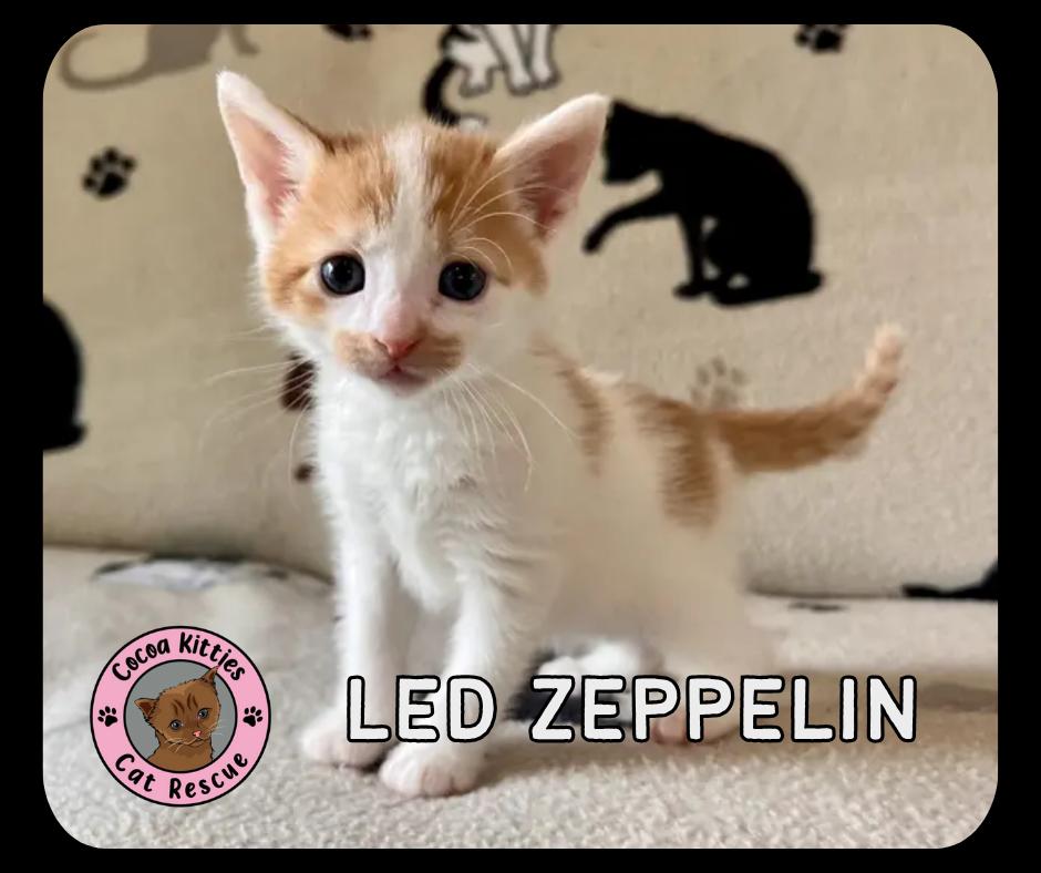 Enlarge Led Zeppelin, a Adopted mixed breed in Hershey, PA image 4/6