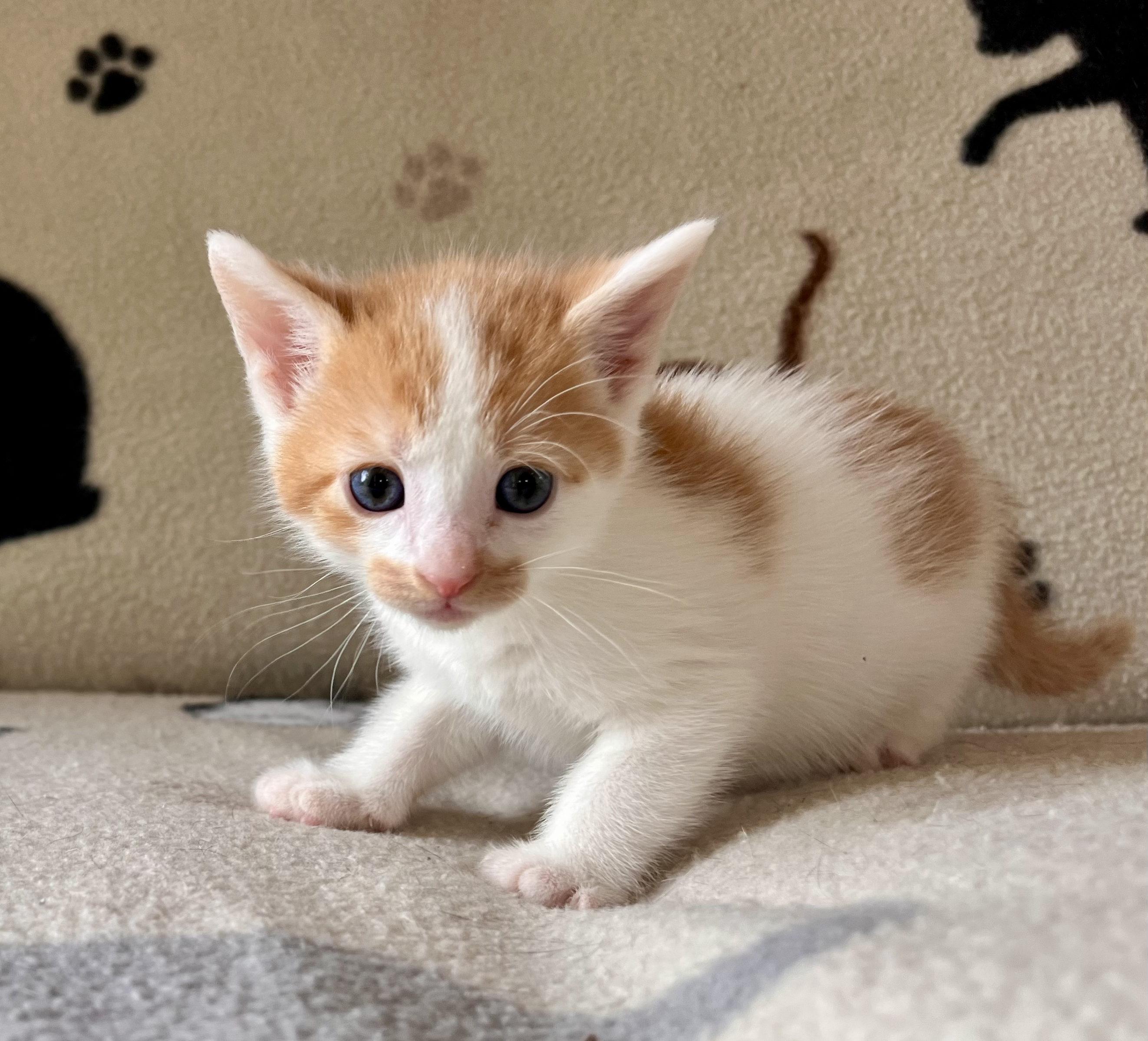 Enlarge Led Zeppelin, a Adopted mixed breed in Hershey, PA image 5/6