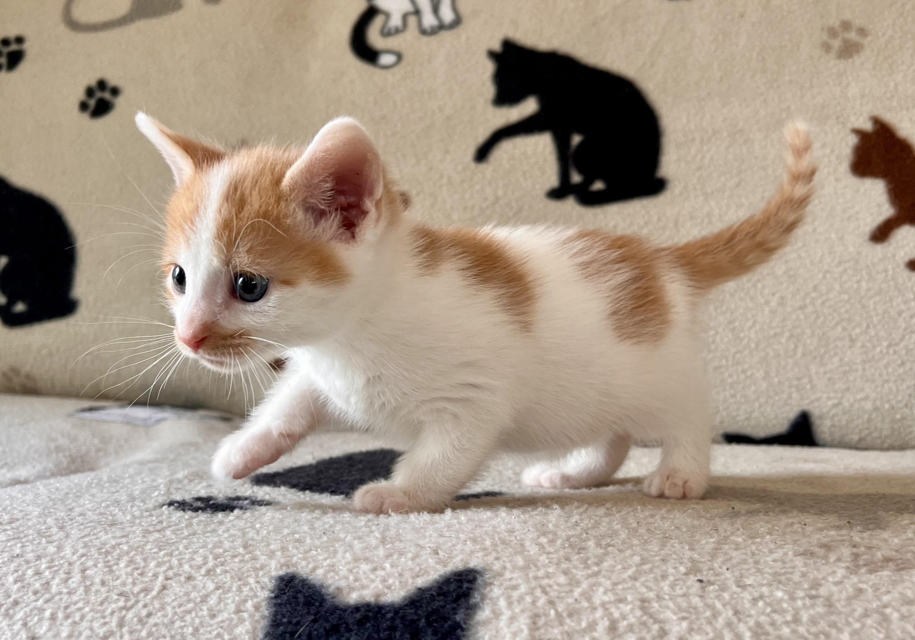 Enlarge Led Zeppelin, a Adopted mixed breed in Hershey, PA image 6/6