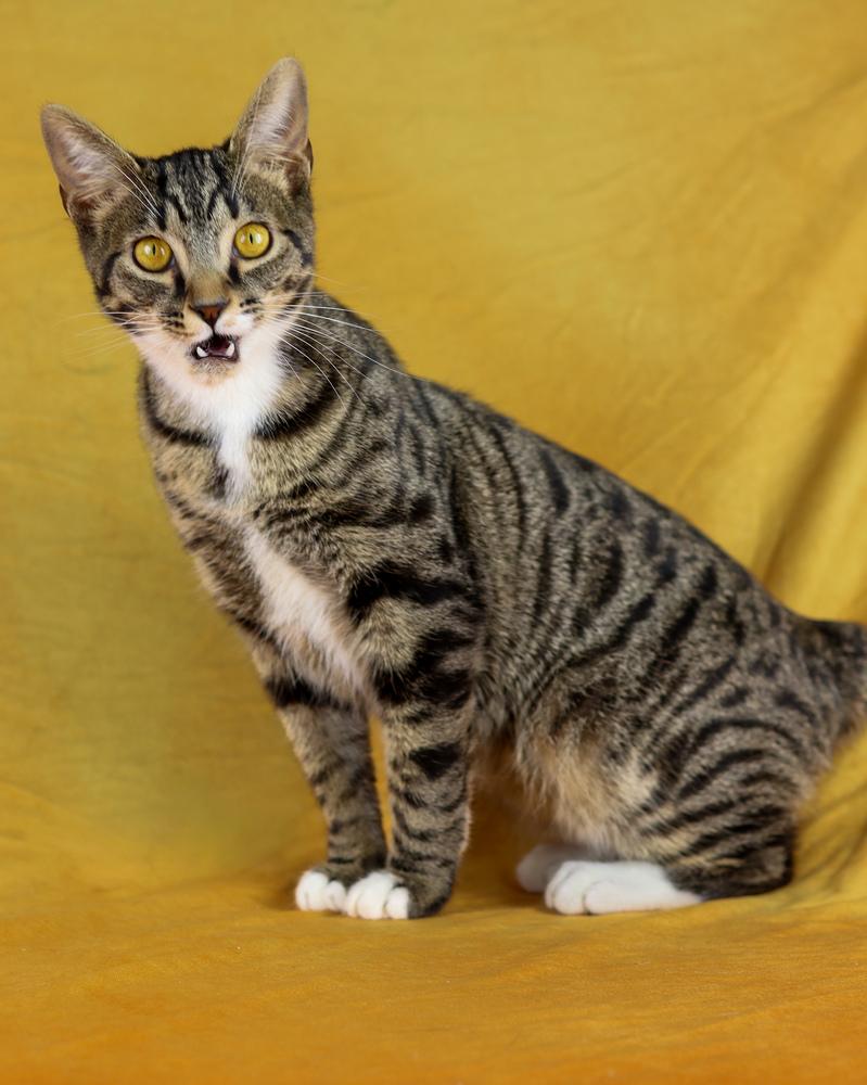 Denim, Adoptable, Young Male Domestic Short Hair.