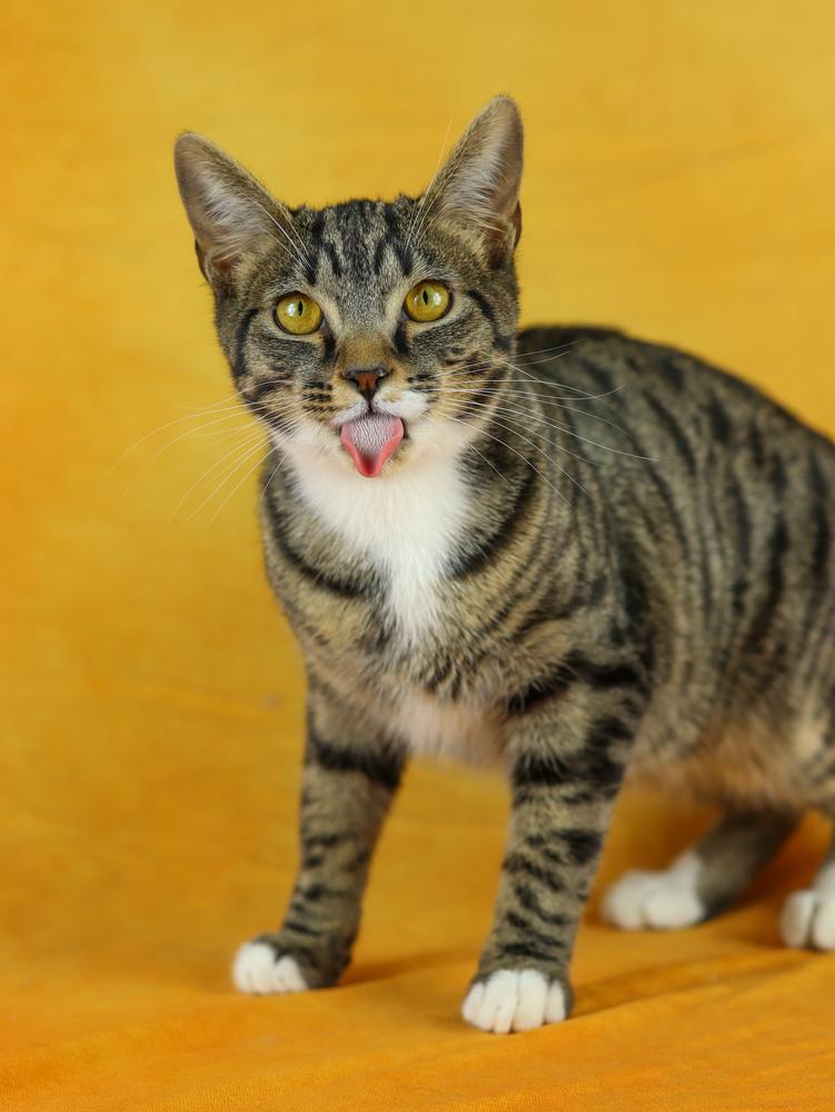 Enlarge Denim, a Adoptable Domestic Short Hair in Lewisburg, TN image 2/3