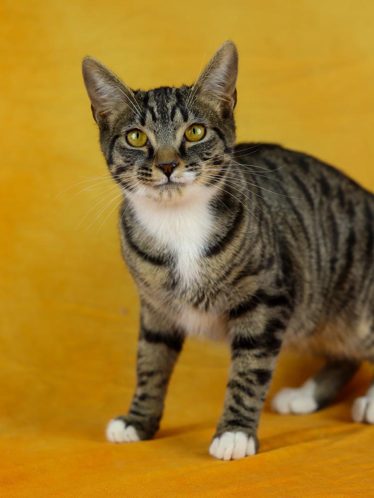 Enlarge Denim, a Adoptable Domestic Short Hair in Lewisburg, TN image 3/3