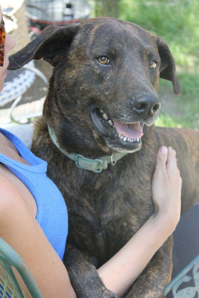 Hercules (Trinity), a Adoptable mixed breed image 1/5