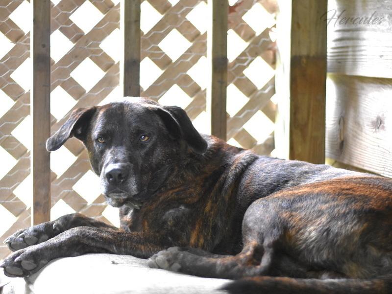 Hercules (Trinity), a Adoptable mixed breed image 3/5