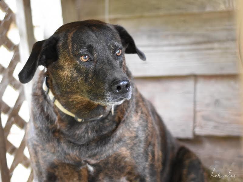 Hercules (Trinity), a Adoptable mixed breed image 4/5