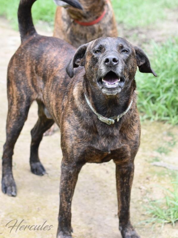 Hercules (Trinity), a Adoptable mixed breed image 5/5