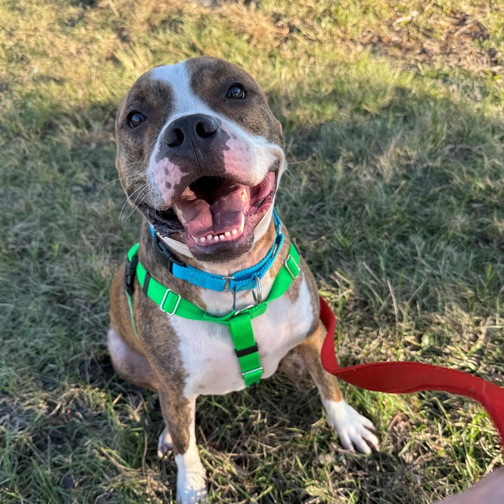 Enlarge Kato, a Adoptable Terrier in Clearwater, FL image 1/4