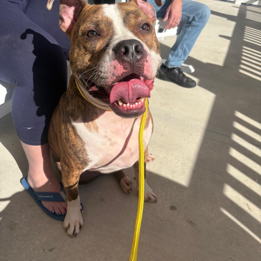 Enlarge Kato, a Adoptable Terrier in Clearwater, FL image 3/4