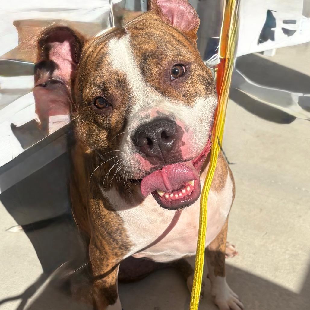 Enlarge Kato, a Adoptable Terrier in Clearwater, FL image 4/4