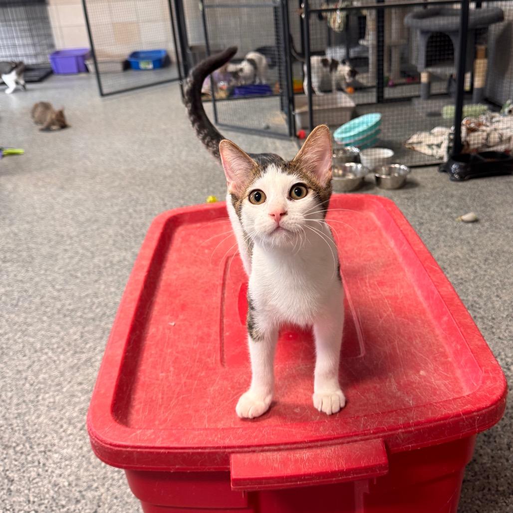 Chrisdafurr Zig, Adoptable, Kitten Male Domestic Short Hair.