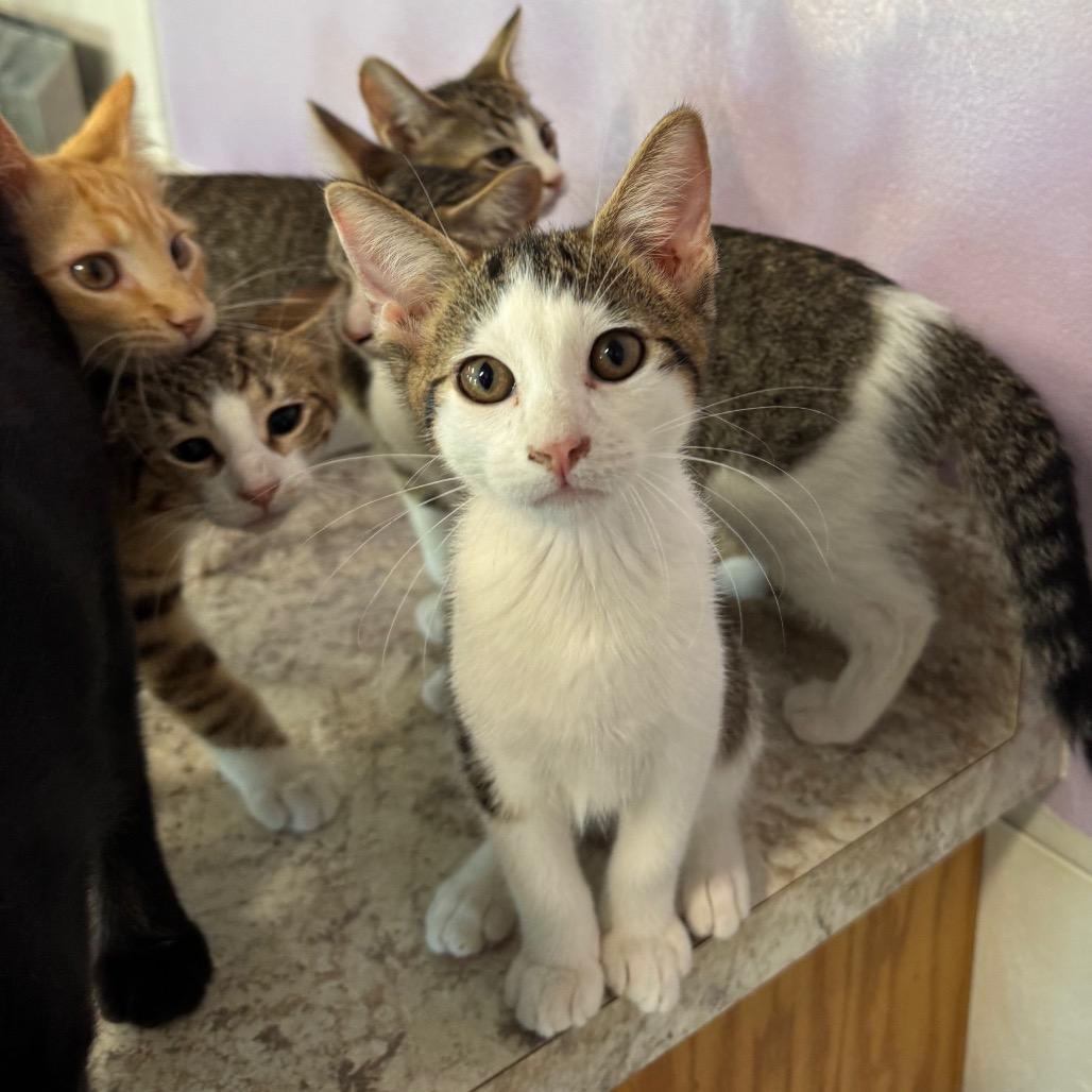 Enlarge Chrisdafurr Zig, a Adoptable Domestic Short Hair in Mondovi, WI image 2/5