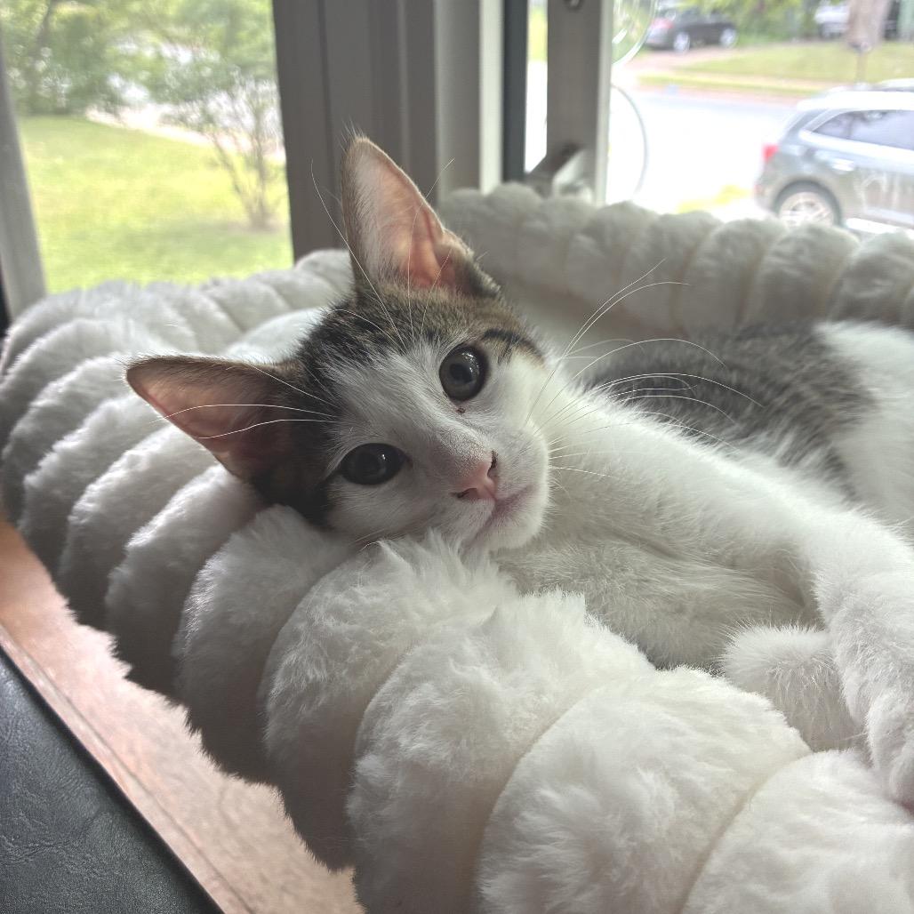 Enlarge Chrisdafurr Zig, a Adoptable Domestic Short Hair in Mondovi, WI image 3/5
