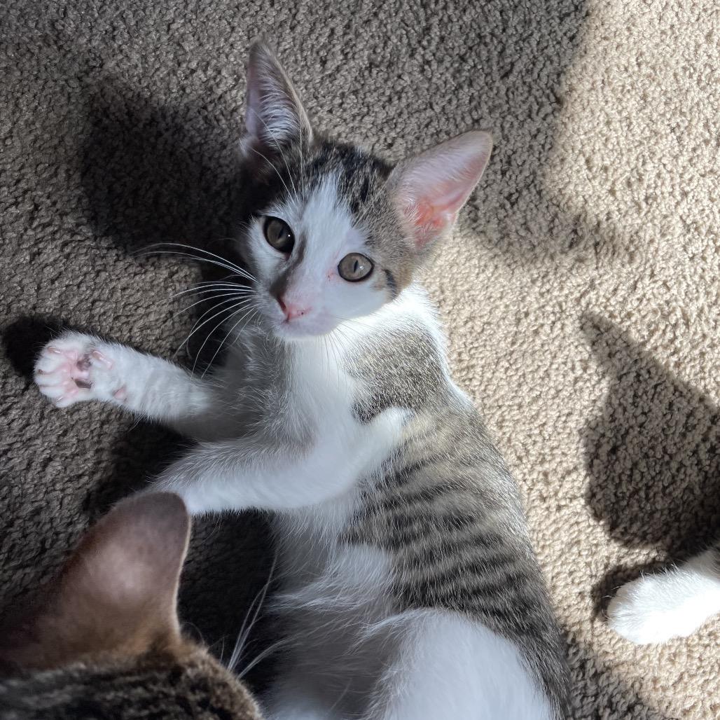 Enlarge Chrisdafurr Zig, a Adoptable Domestic Short Hair in Mondovi, WI image 4/5