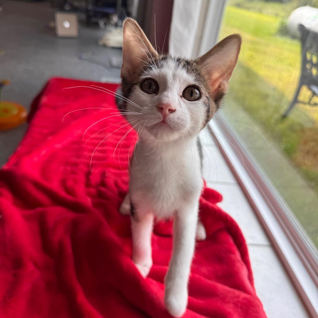 Enlarge Chrisdafurr Zig, a Adoptable Domestic Short Hair in Mondovi, WI image 3/4