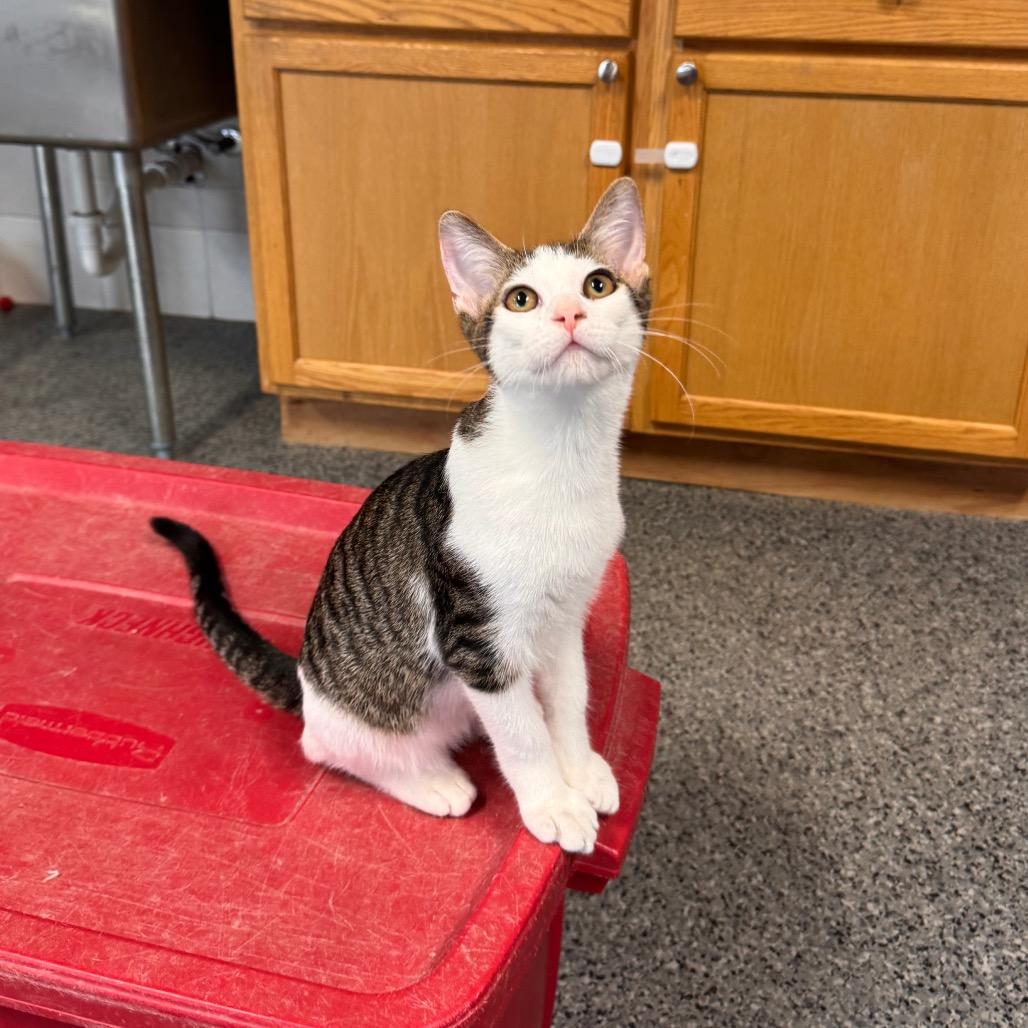 Enlarge Chrisdafurr Zig, a Adoptable Domestic Short Hair in Mondovi, WI image 4/4