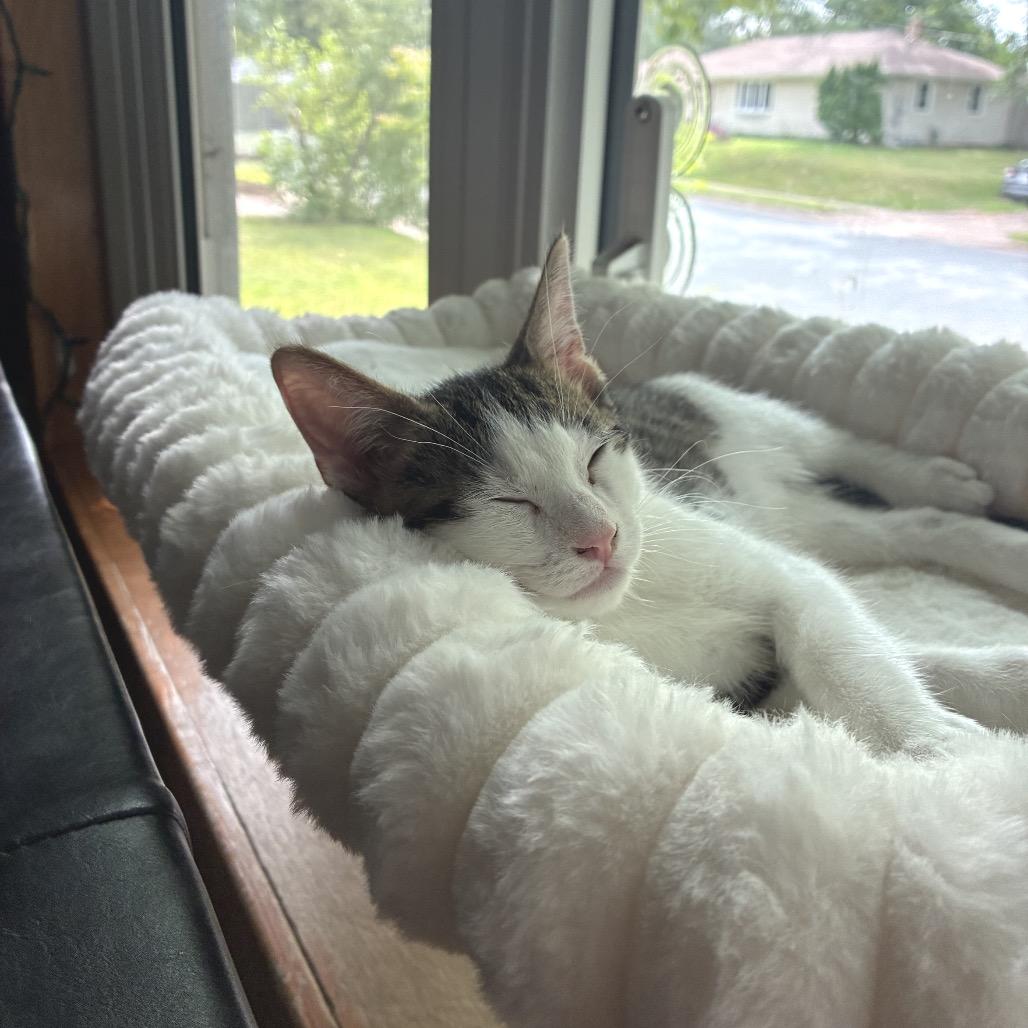 Enlarge Chrisdafurr Zig, a Adoptable Domestic Short Hair in Mondovi, WI image 5/5