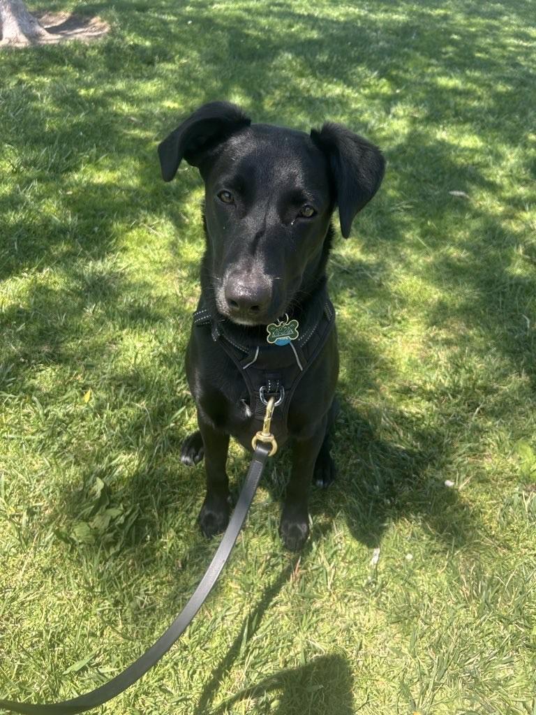Oakley