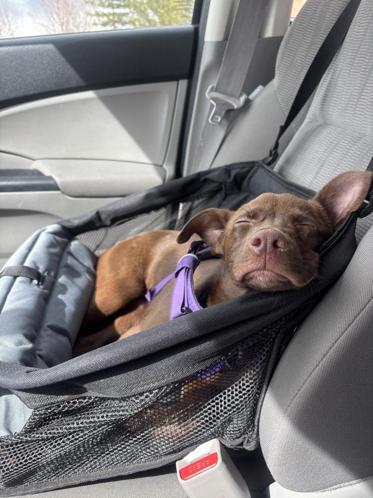 Enlarge Elise, a Adoptable mixed breed in Colorado Springs, CO image 2/5