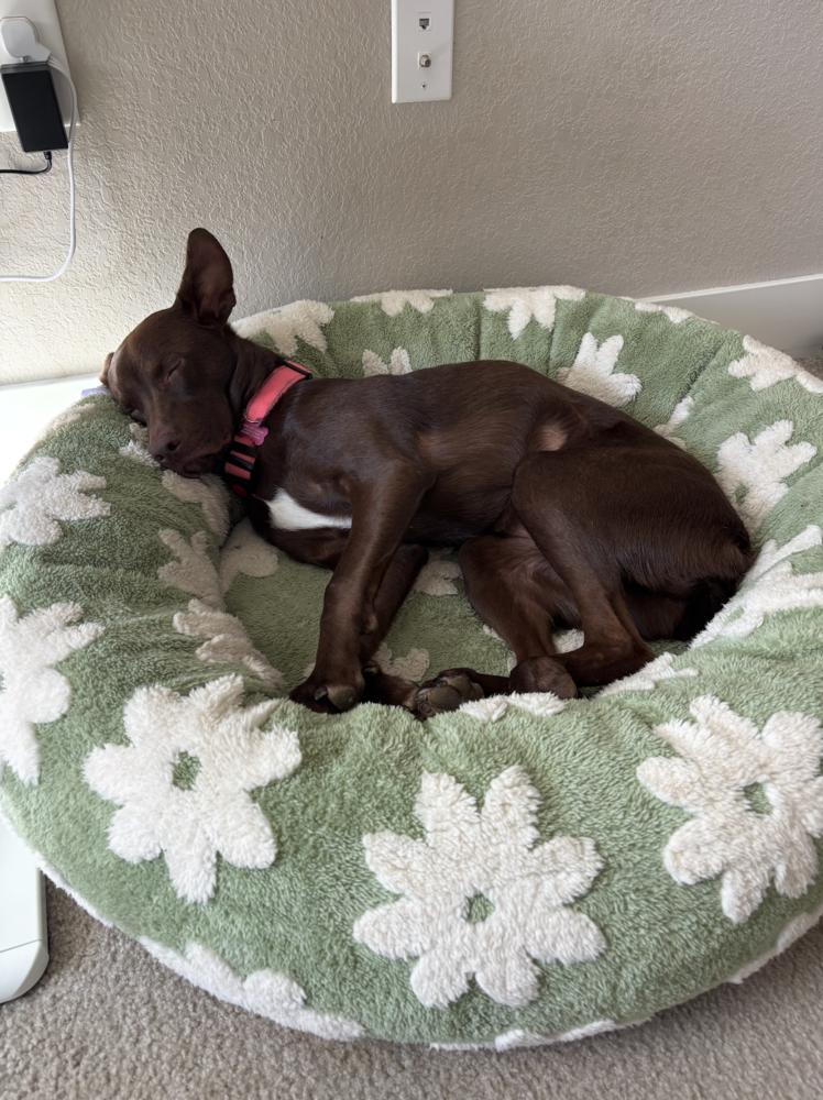 Enlarge Elise, a Adoptable mixed breed in Colorado Springs, CO image 3/5