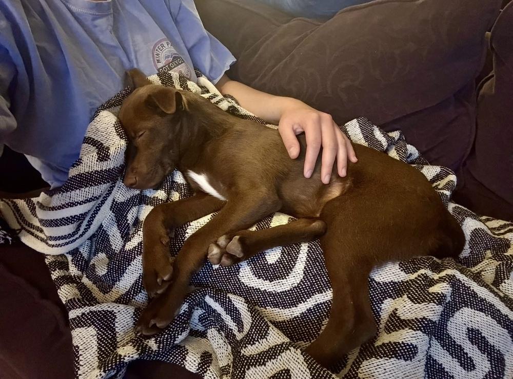 Enlarge Elise, a Adoptable mixed breed in Colorado Springs, CO image 4/5